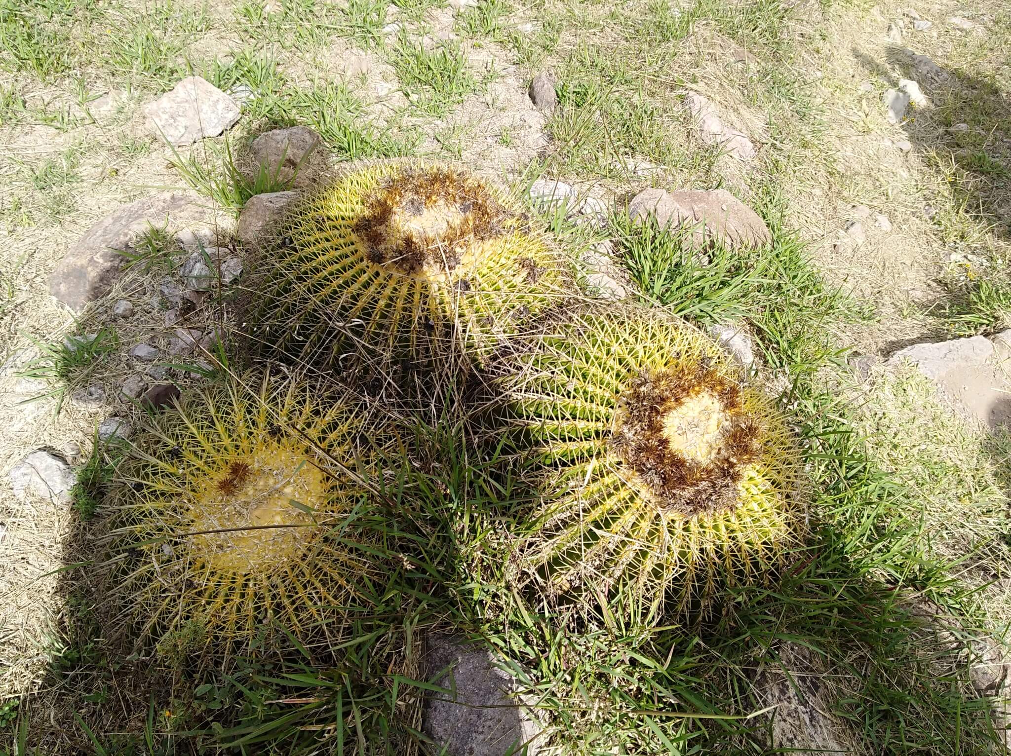 Echinocactus grusonii